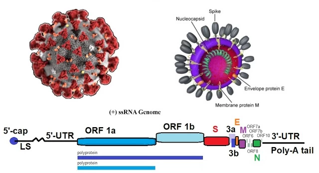  ΔΕΝ ΥΠΑΡΧΕΙ ΚΑΜΜΙΑ ΑΠΟΔΕΙΞΗ ΟΤΙ ΤΟ RNA ΤΟΥ ΝΕΟΥ ΚΟΡΩΝΑΪΟΥ ΕΙΝΑΙ ΙΪΚΗΣ ΠΡΟΕΛΕΥΣΗΣ